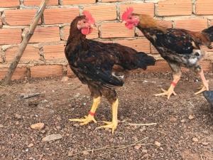 Ghé thăm trang trại gà ta Ngon Số 1 khám phá bí quyết tạo nên giống gà “đạt chuẩn”