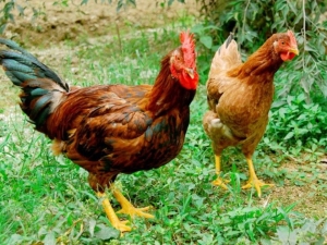Trang trại Gà Ta Ngon Số 1 - Mô hình chăn nuôi gà sạch thả đồi